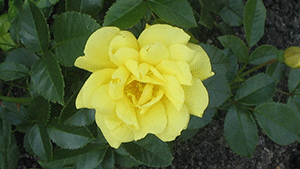 Rosa 'Loredo'
