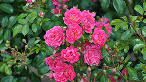 Rosa 'Lovely Fairy'