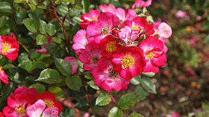 Rosa 'Lupo'