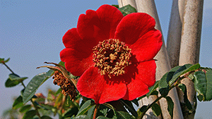Rosa 'Moyesii'