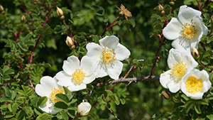 Rosa pimpinellifolia