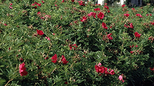 Rosa 'Rote Hannover'