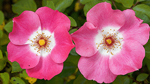 Rosa rubiginosa