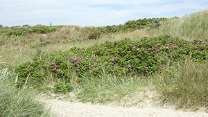 Rosa rugosa