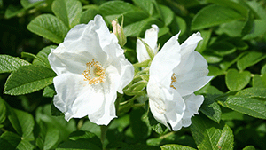 Rosa rugosa 'Alba'