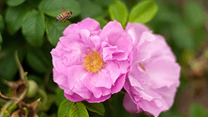 Rosa rugosa 'Dwarf Pavement'