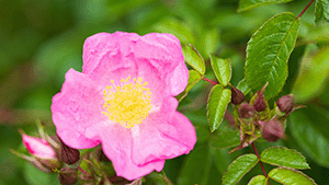 Rosa rugosa 'Max Graf'