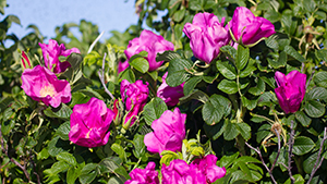 Rosa rugosa 'Rubra'