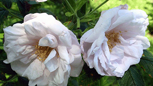 Rosa rugosa 'Snow Pavement'