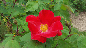 Rosa 'Scharlachglut'