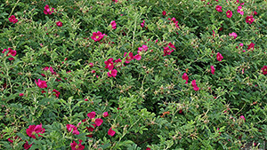 Rosa 'Short track'