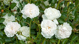 Rosa 'Swany'