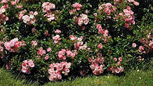 Rosa 'The Fairy'
