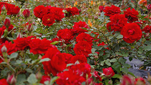 Rosa 'Zwergkonig'
