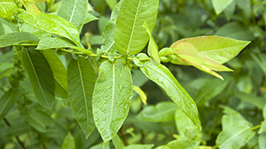 Salix aurita