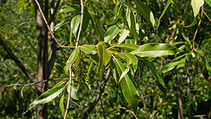 Salix pentandra