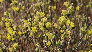 Salix repens