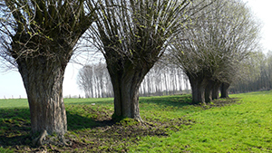 Salix rubens