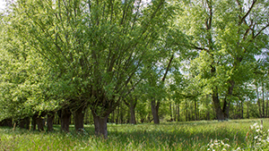 Salix caprea