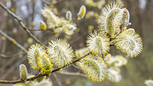 Salix cinerea