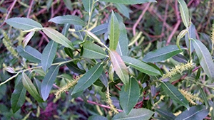 Salix triandra