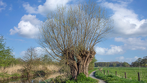 Salix viminalis