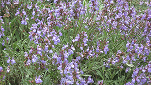 Salvia officinalis