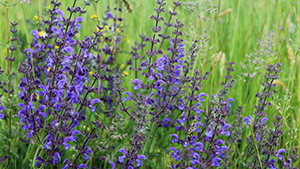 Salvia pratensis