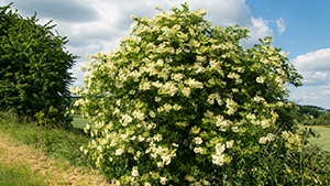 Sambucus nigra