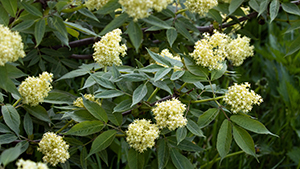 Sambucus racemosa