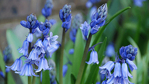 Scilla non-scripta