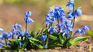 Scilla siberica