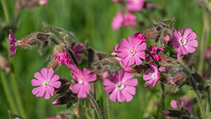 Silene dioica