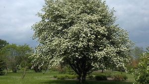 Sorbus intermedia