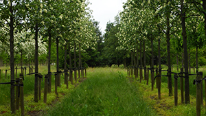 Sorbus intermedia 'Brouwers'