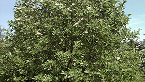 Sorbus latifoli