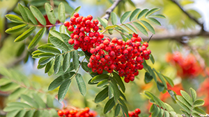 Sorbus aucaparia