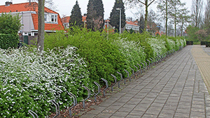 Spiraea betulifolia 'Tor'