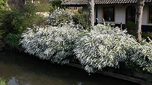 Spiraea cinerea 'Grefsheim'