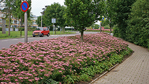 Spiraea japonica 'Anthony Waterer'