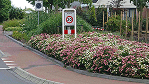 Spiraea japonica 'Genpei'