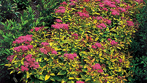 Spiraea japonica 'Goldflame'