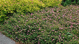 Spiraea japonica 'Little Princess'