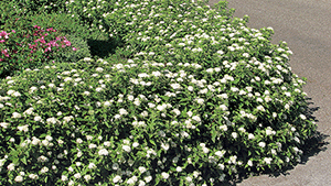 Spiraea japonica 'Pygmaea Alba'