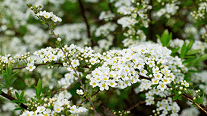 Spiraea nipponica 'Snowmound'