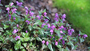 Stachys sylvatica