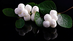 Symphoricarpos albus 'var. Laevigatus'