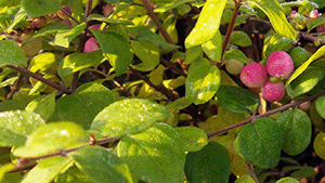  Symphoricarpos chenaultii 'Hancock'