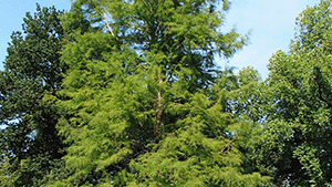 Taxodium distichum