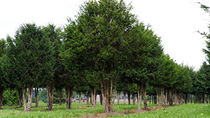 Taxus baccata